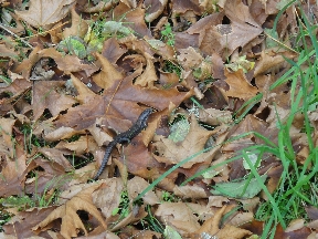 Skink skittering away over leaves